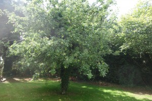 Apple tree 2