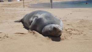 Hawaii monk seal