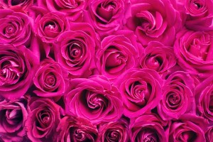 pink-roses-2249403__340